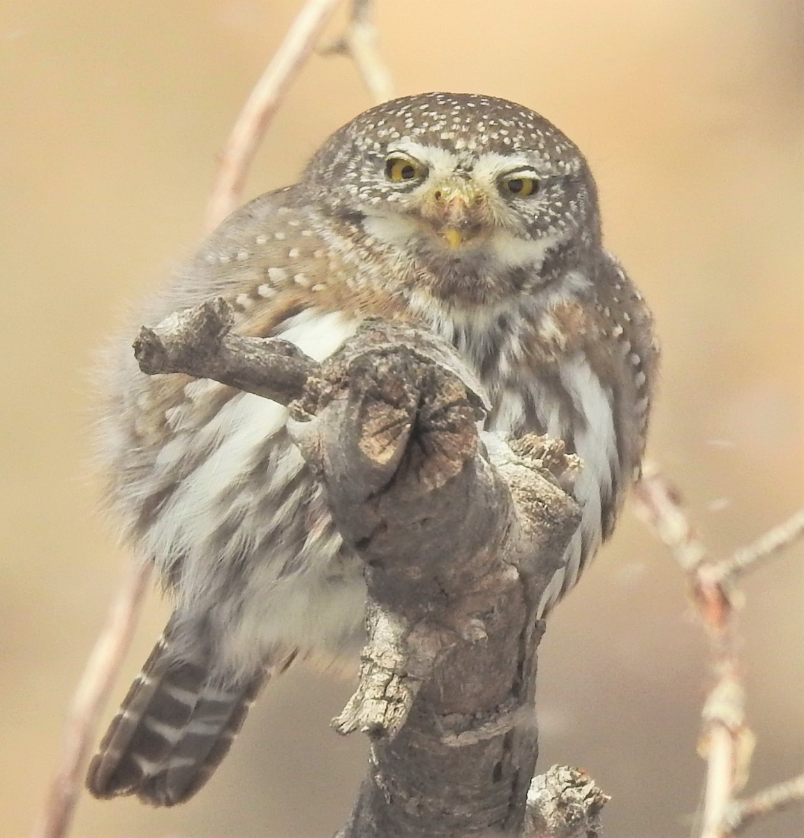 Northern Pygmy-Owl (Rocky Mts.) - 🦉Max Malmquist🦉