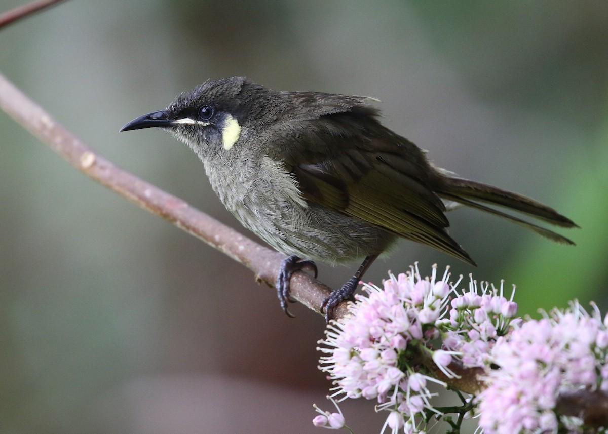 Lewin's Honeyeater - ML134954961