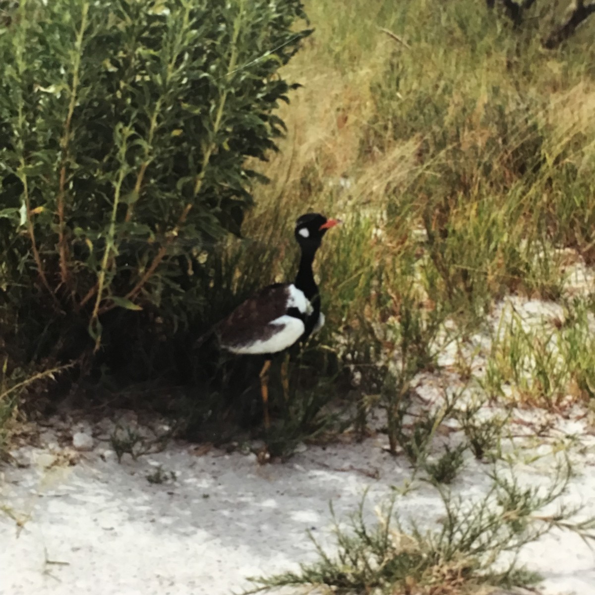 White-quilled Bustard - ML134955531