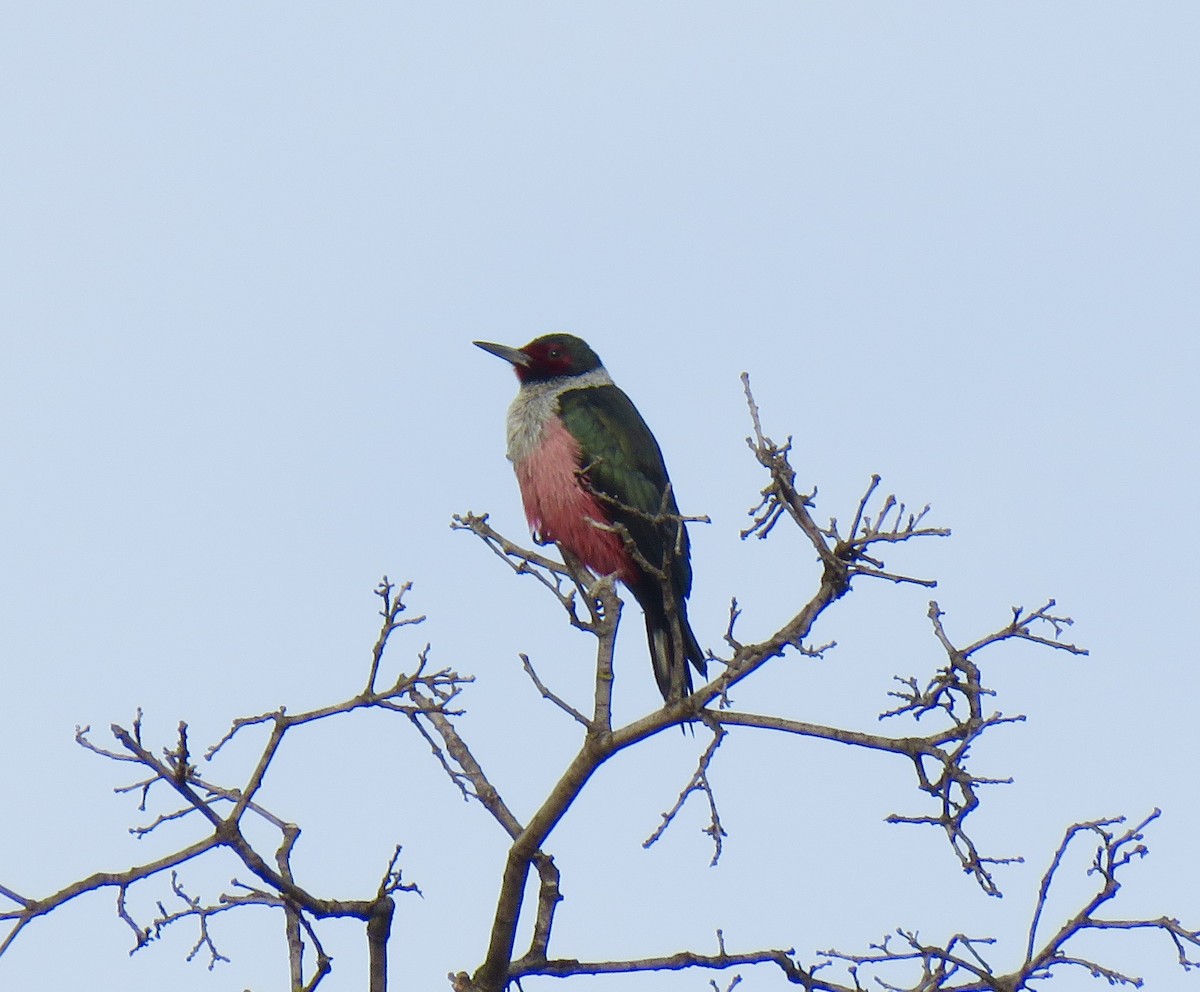 Lewis's Woodpecker - ML134955741