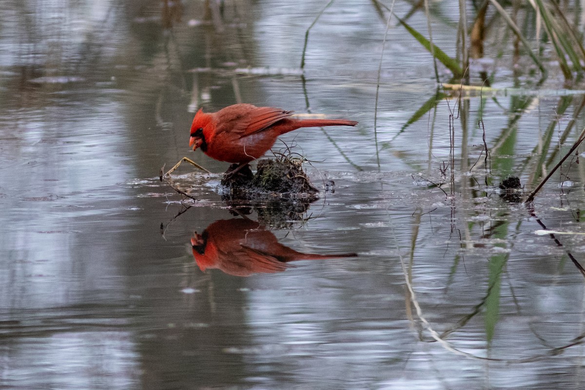 Northern Cardinal - ML134957731