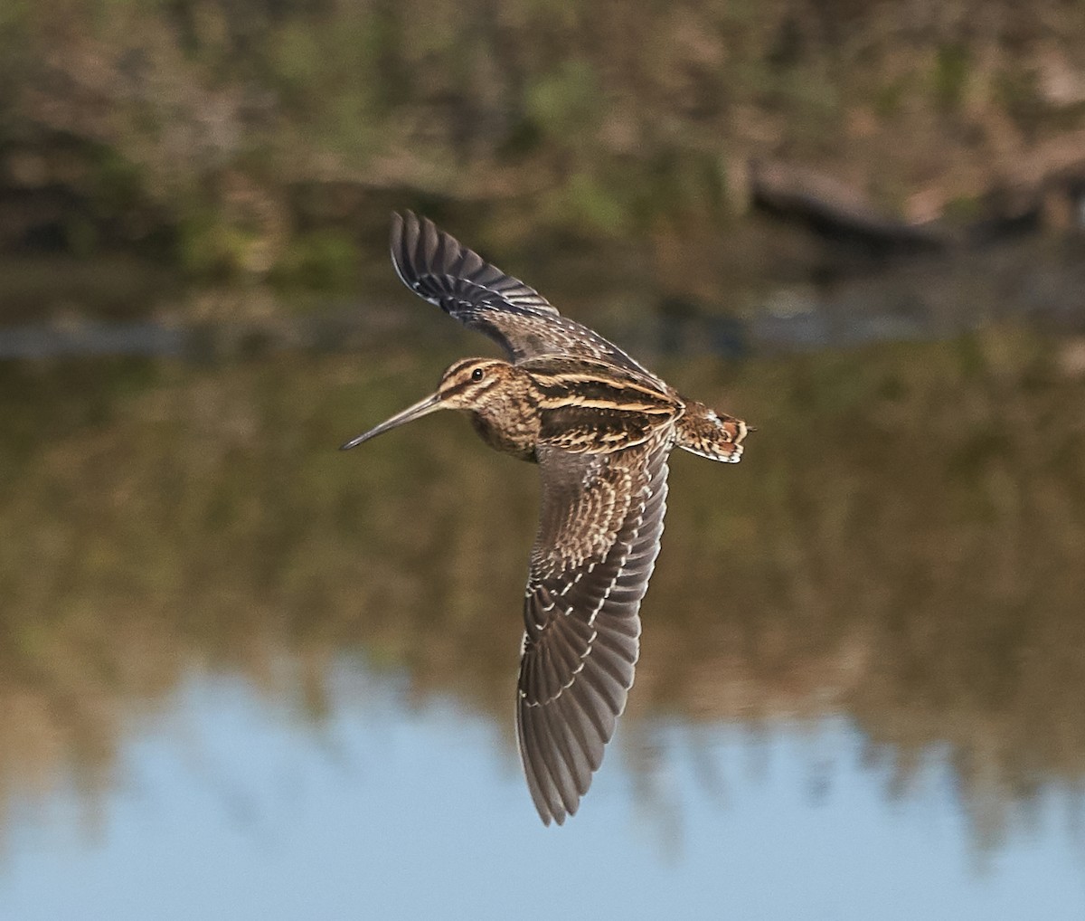 Wilson's Snipe - ML134958141