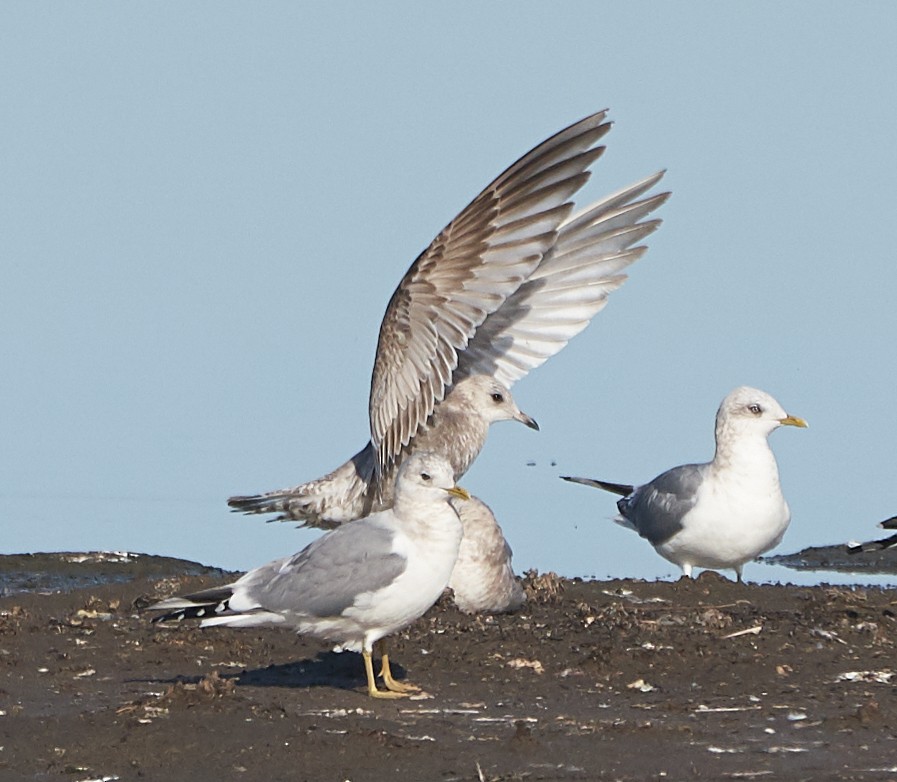 Short-billed Gull - ML134958231