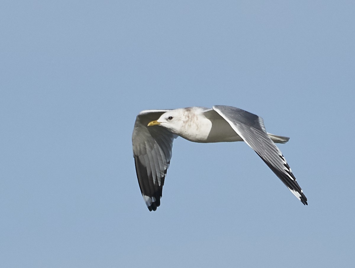 Short-billed Gull - ML134958921