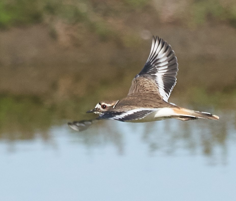 Killdeer - ML134958951