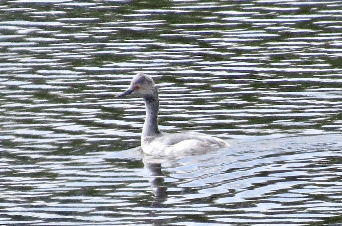 Eared Grebe - ML134959471