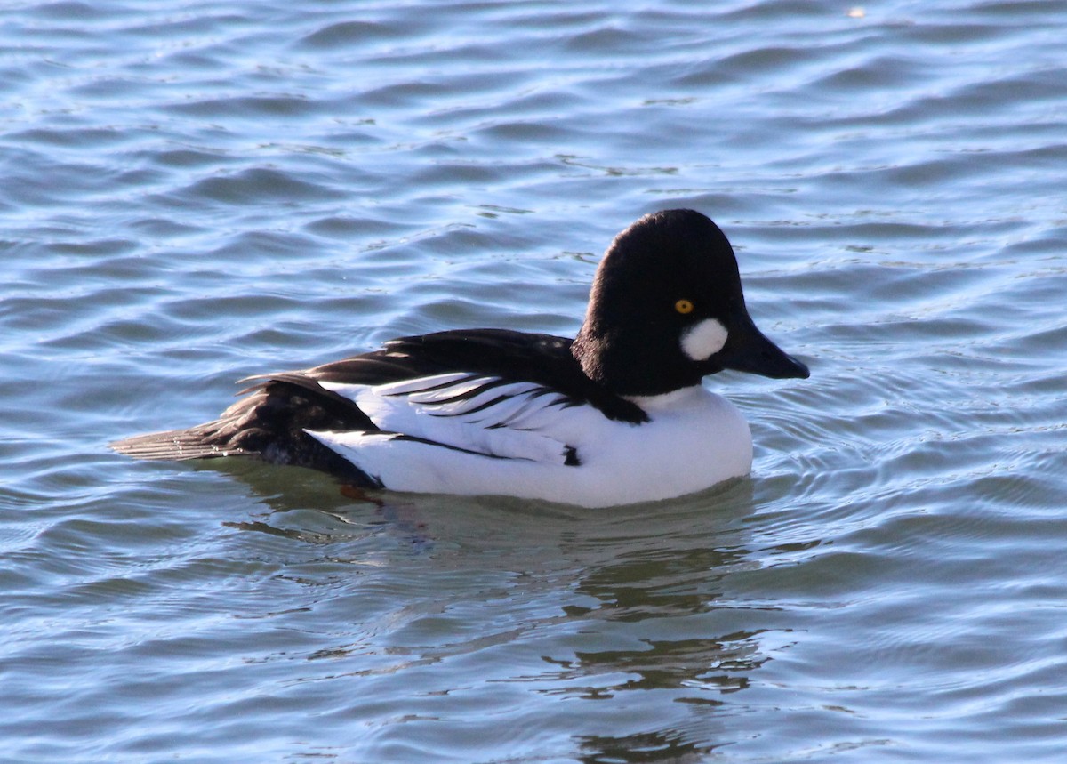 Common Goldeneye - Robert Raffel