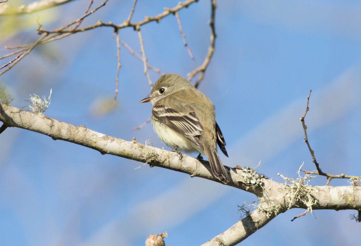 Zwergschnäppertyrann - ML134960681