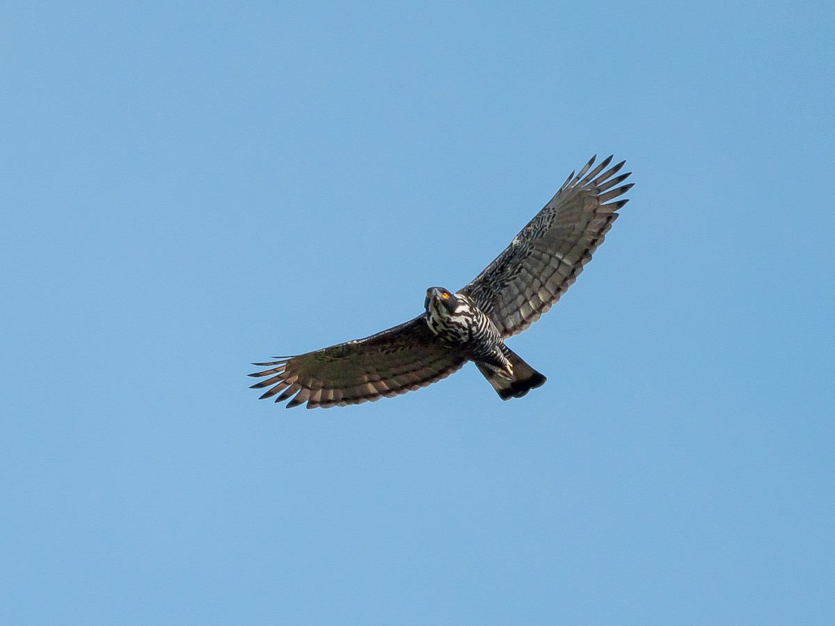 Blyth's Hawk-Eagle - Karyne Wee