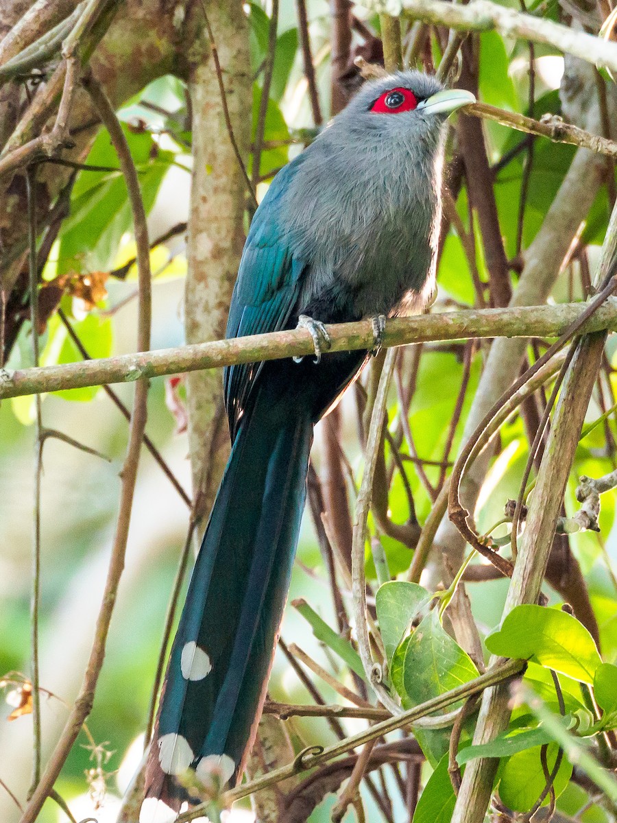 Black-bellied Malkoha - ML134962301