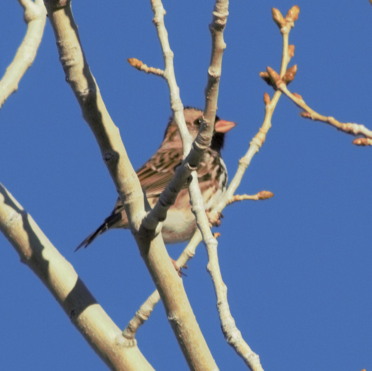 Harris's Sparrow - ML134962701