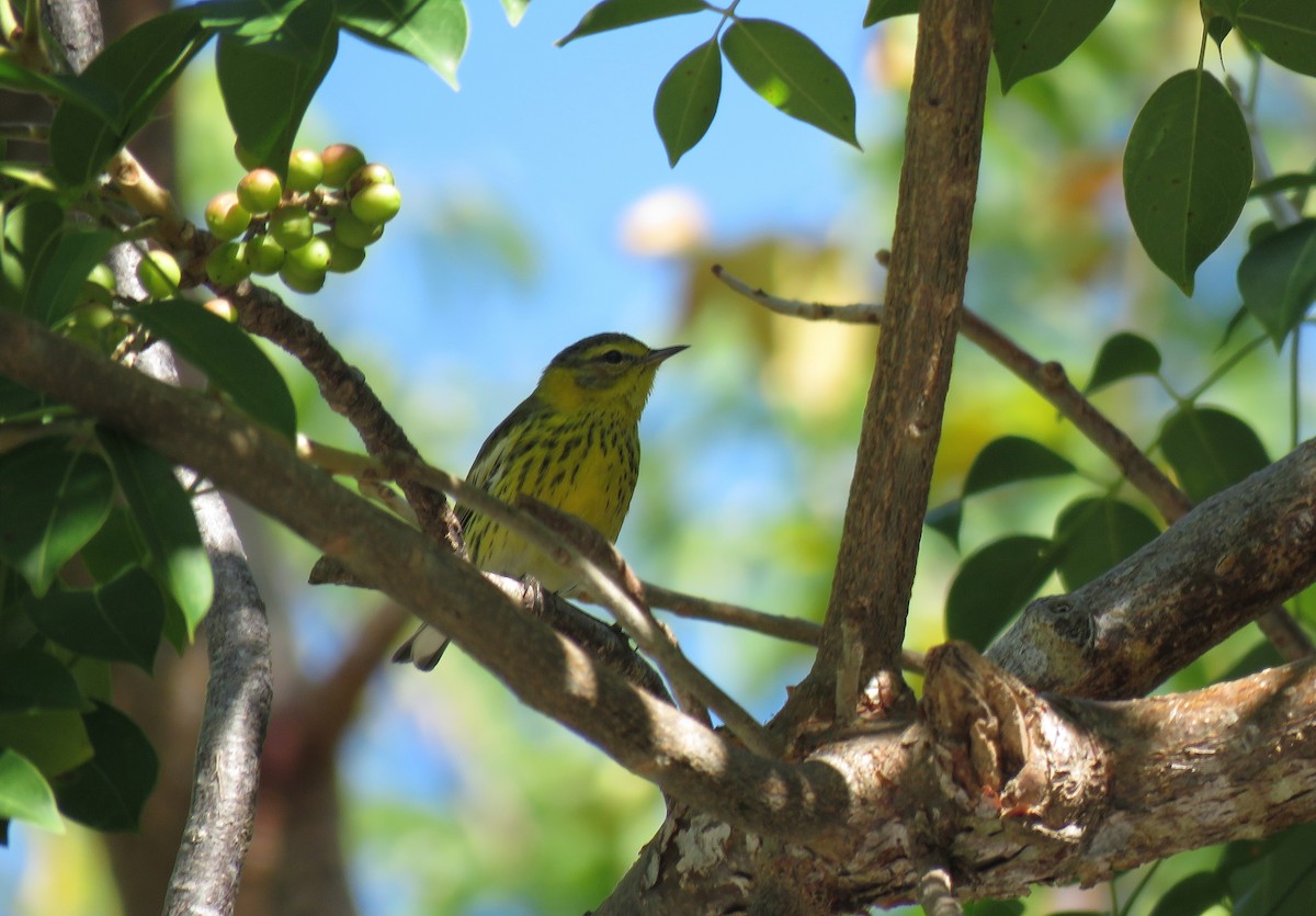 Cape May Warbler - ML134965321