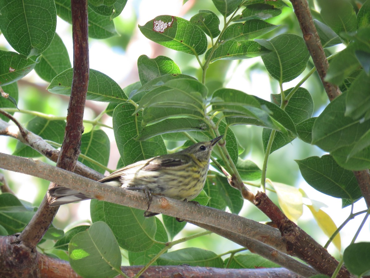 Cape May Warbler - ML134965411