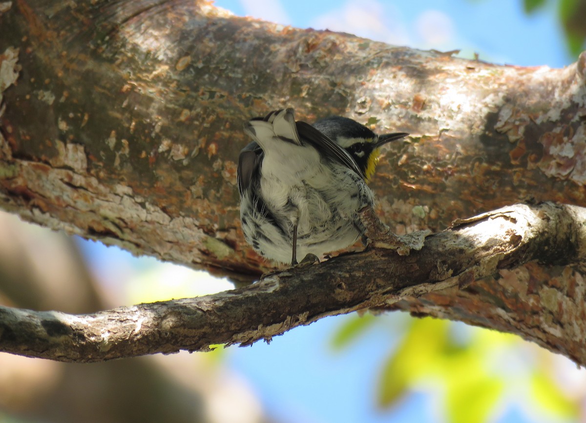 Yellow-throated Warbler - ML134965631