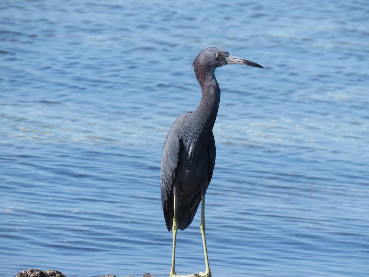 Little Blue Heron - ML134965951