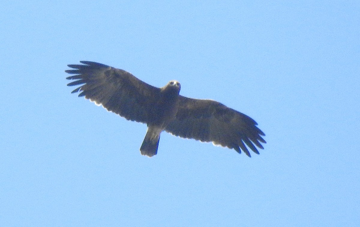 Booted Eagle - Shivaprakash Adavanne