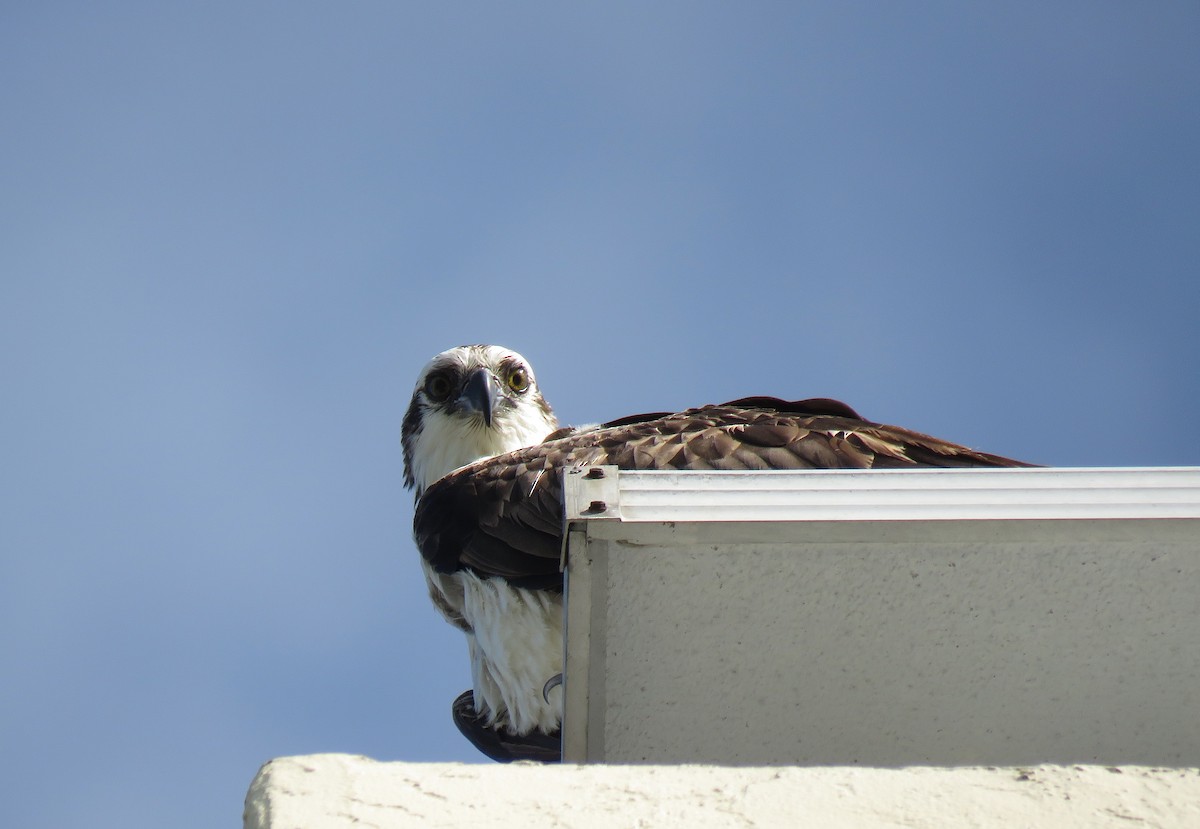 Osprey - Keith Leonard