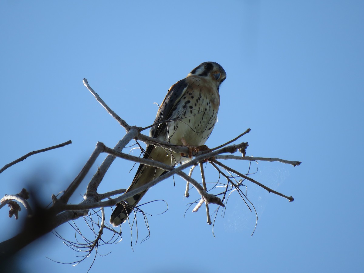 American Kestrel - Keith Leonard