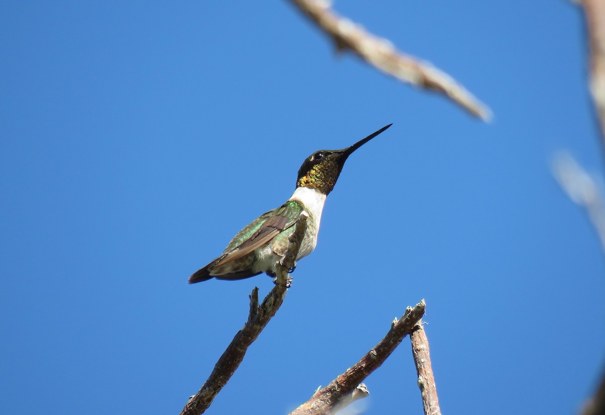 Ruby-throated Hummingbird - Keith Leonard