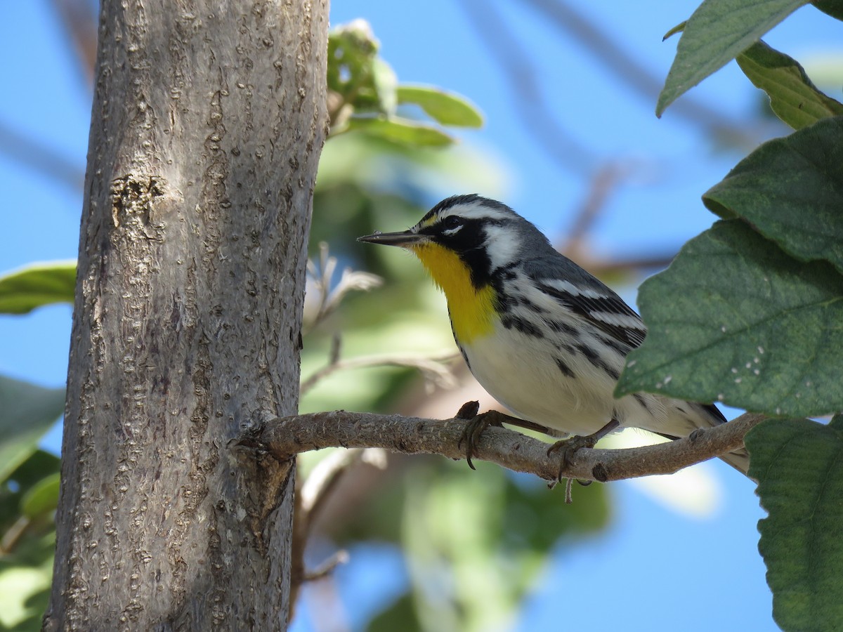 Yellow-throated Warbler - Keith Leonard