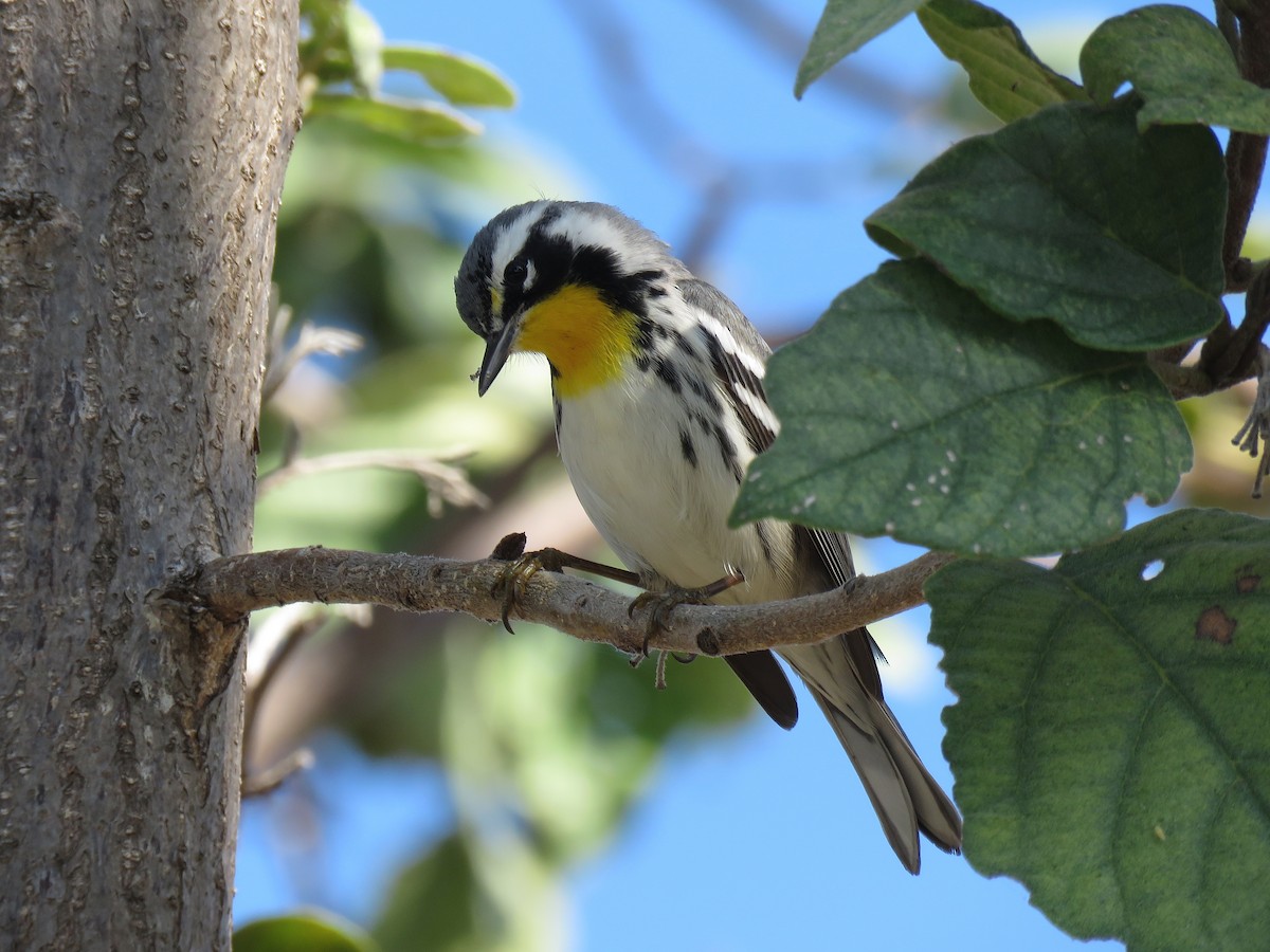 Yellow-throated Warbler - Keith Leonard