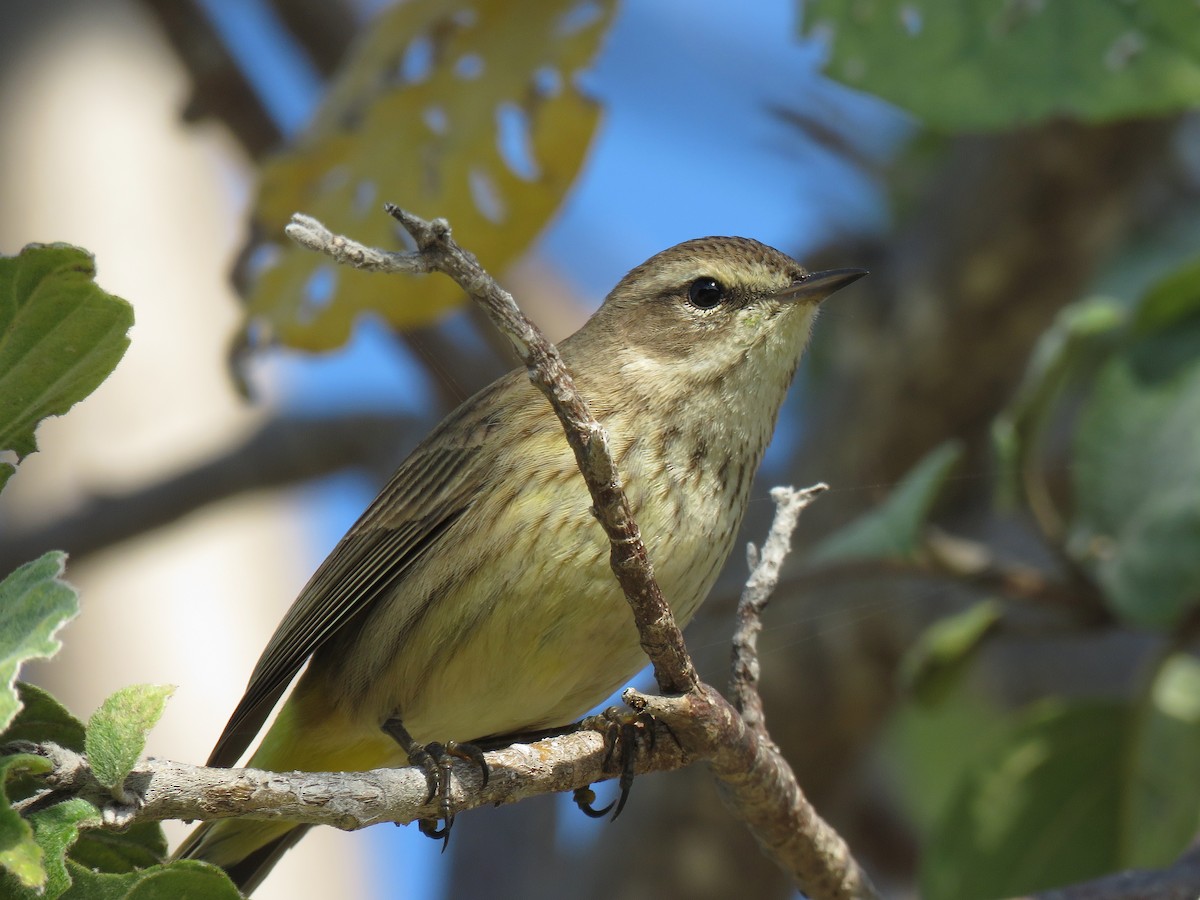 Palm Warbler (Western) - Keith Leonard