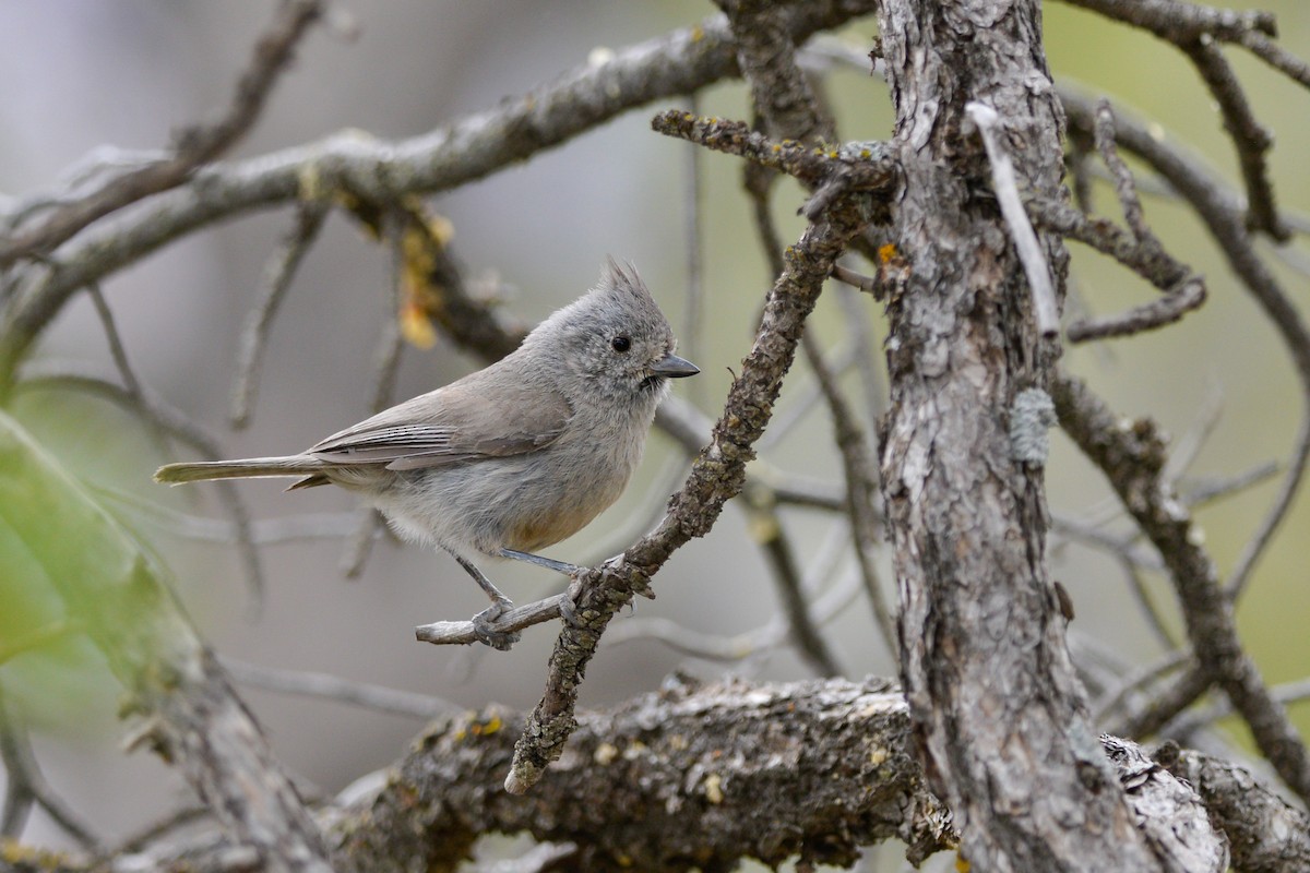 Mésange des genévriers - ML134968021