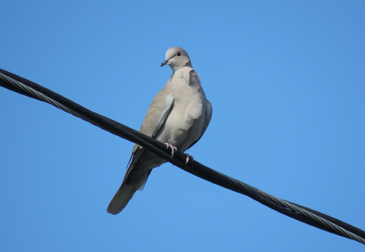 Eurasian Collared-Dove - Keith Leonard