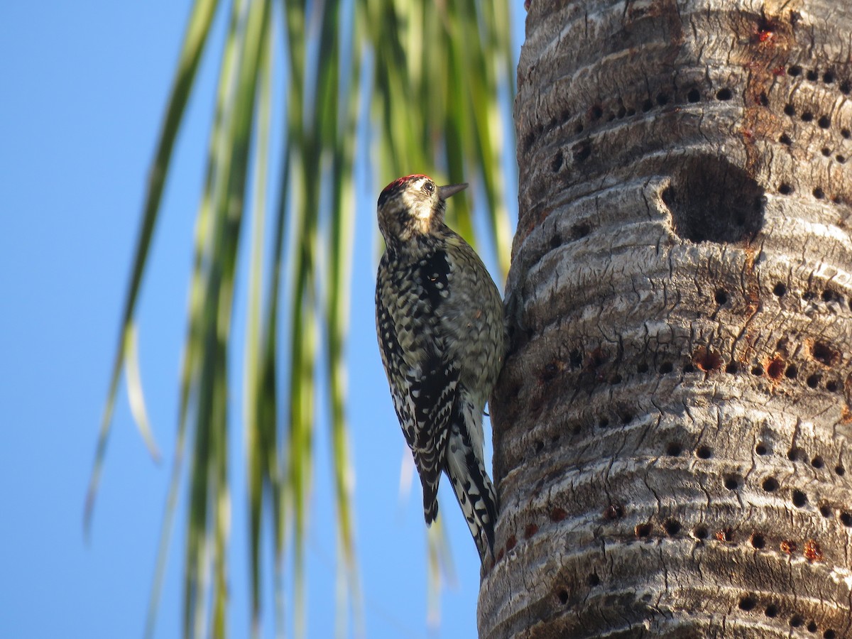 Yellow-bellied Sapsucker - ML134969081