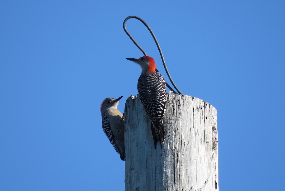 Red-bellied Woodpecker - ML134969141