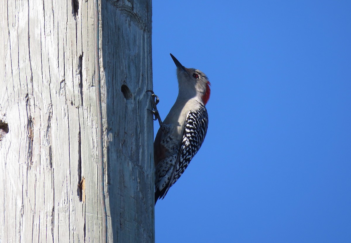 Red-bellied Woodpecker - ML134969251