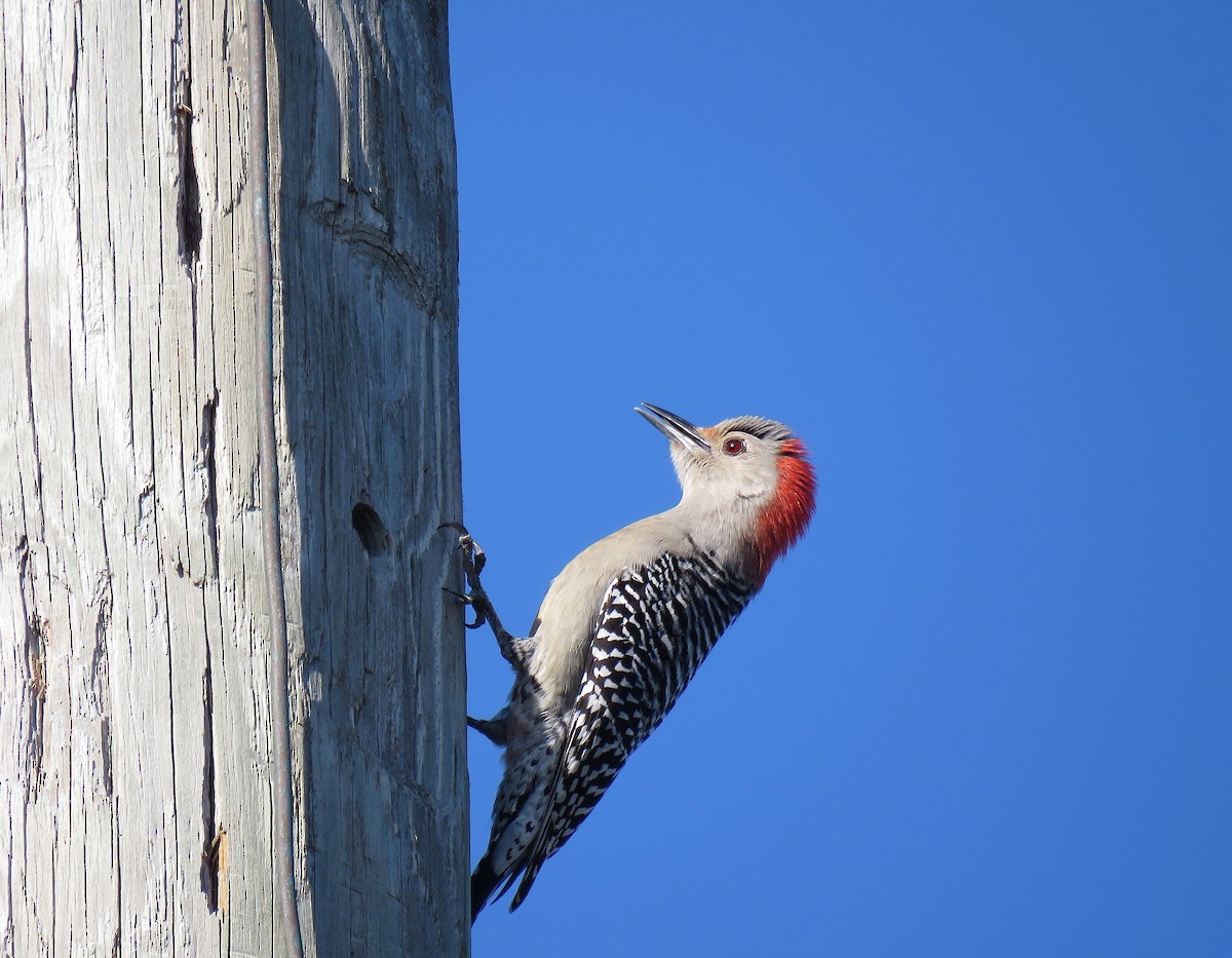 Red-bellied Woodpecker - ML134969381