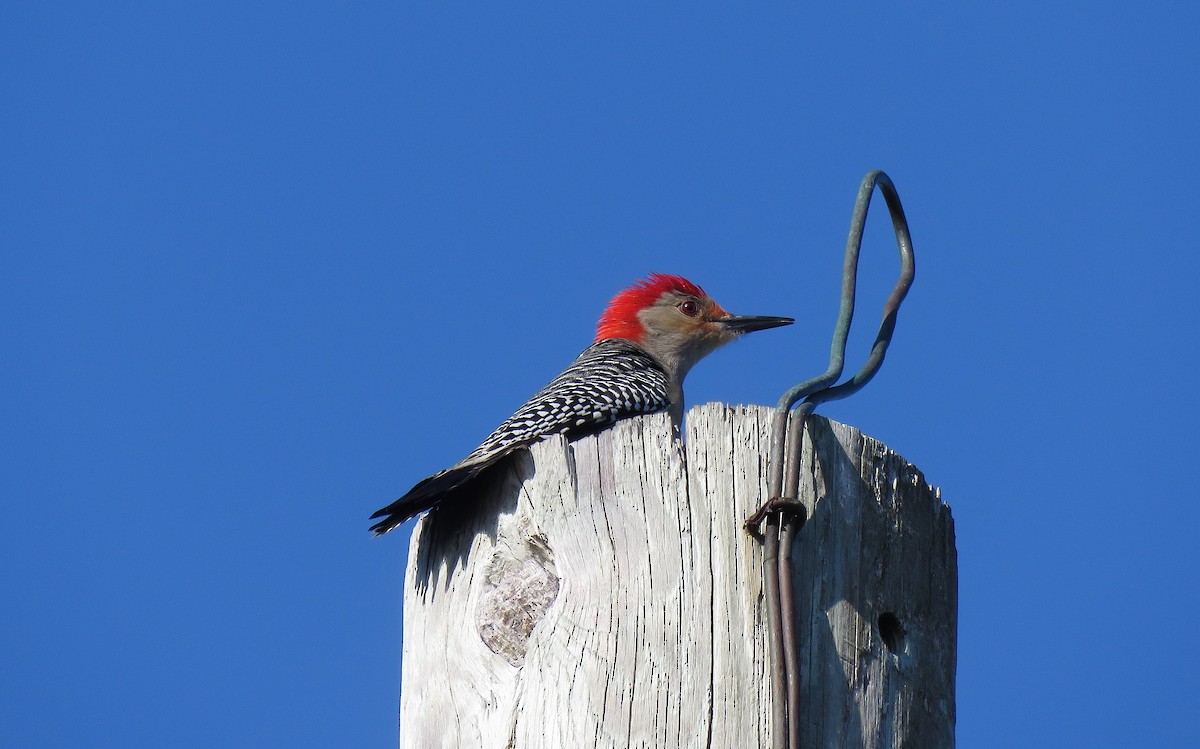 Red-bellied Woodpecker - ML134970131