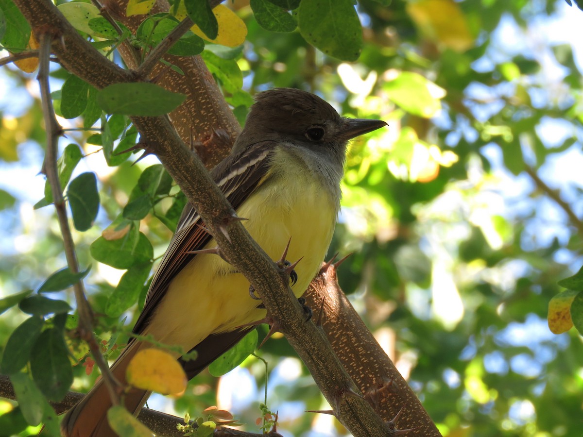 Great Crested Flycatcher - ML134970261