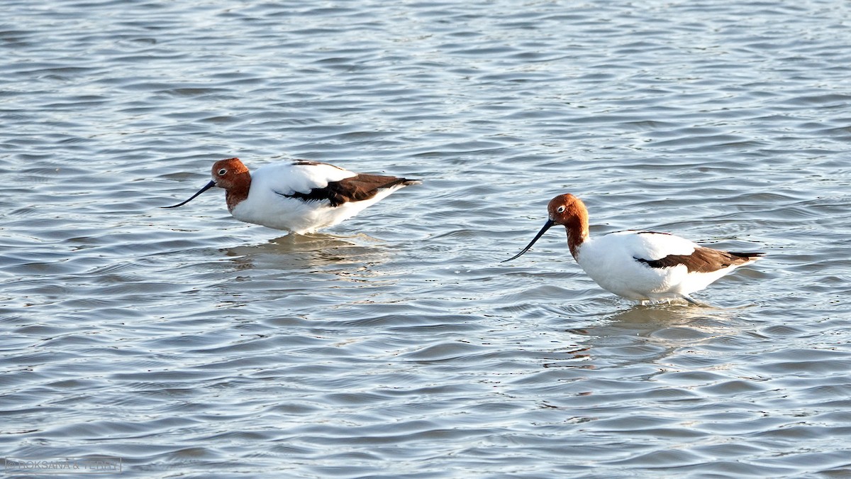 Avocette d'Australie - ML134971801