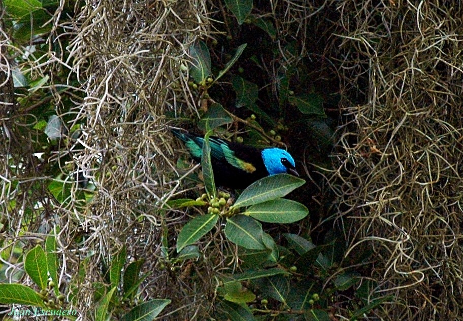 Blue-necked Tanager - ML134971931
