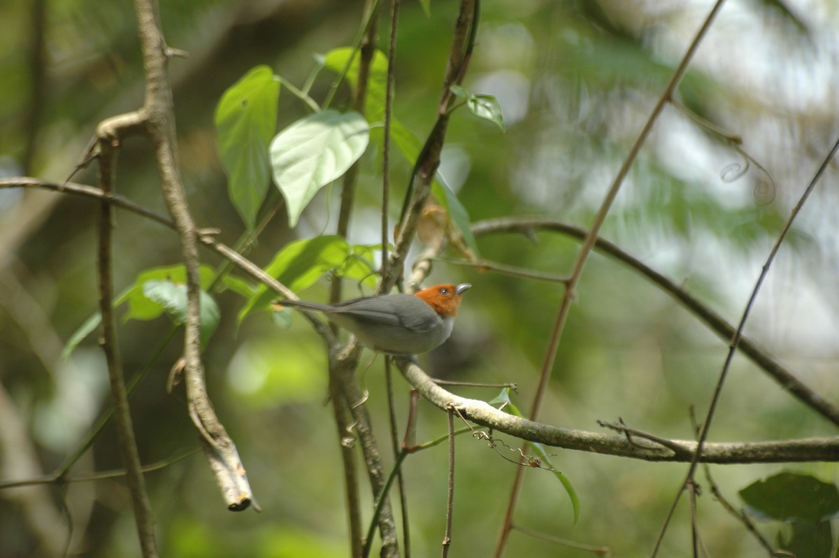 Fulvous-headed Tanager - ML134972811