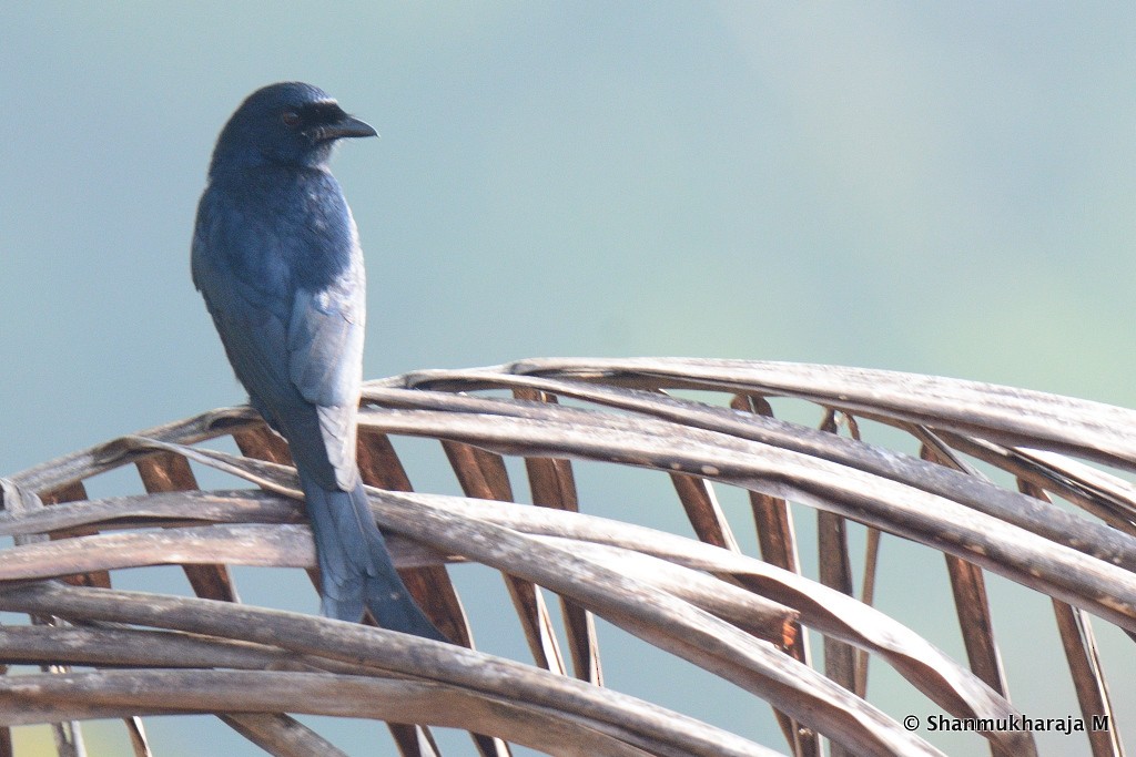 Black Drongo - ML134973071