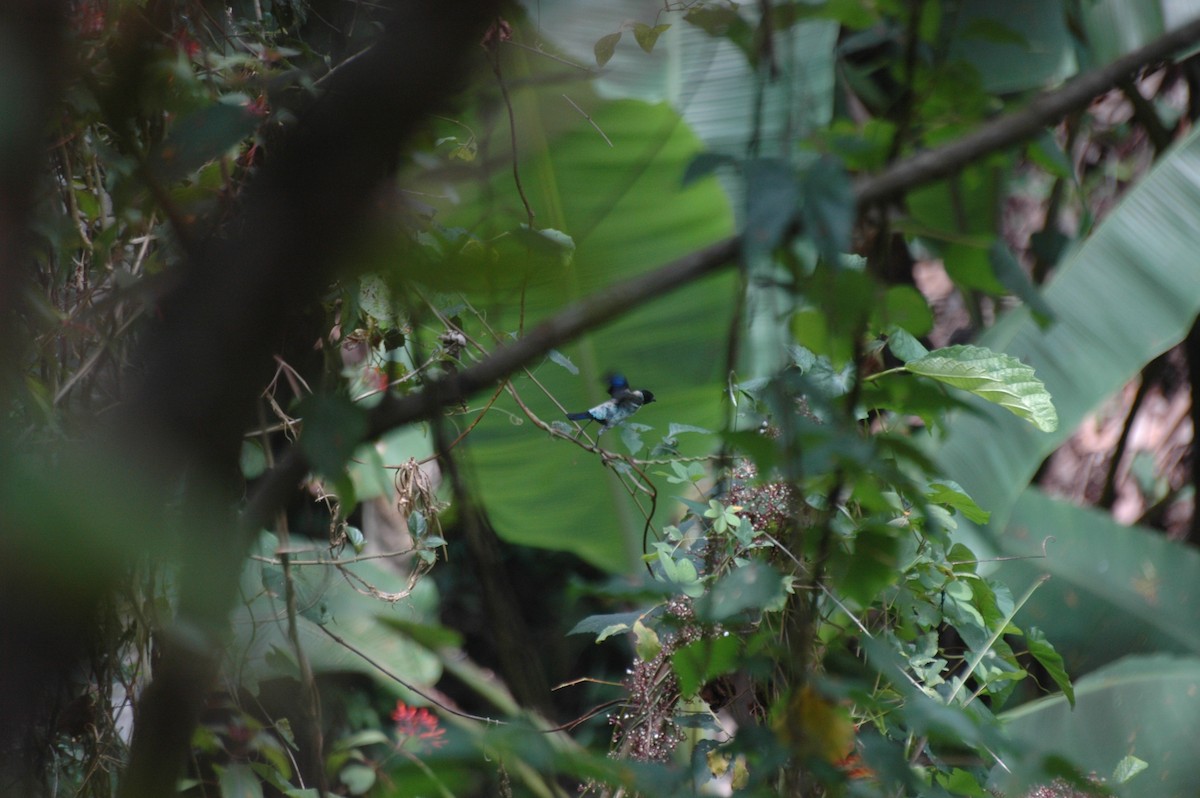 Black-headed Tanager - ML134973431