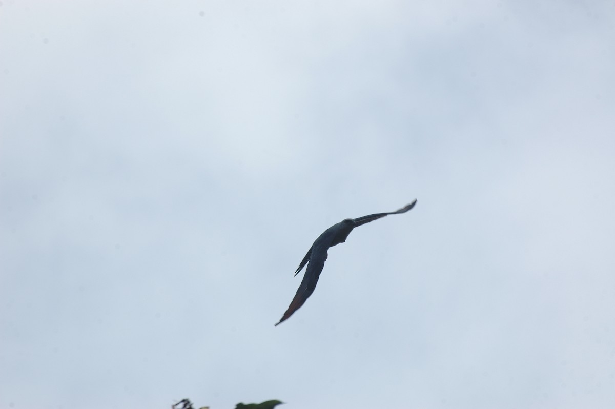 Plumbeous Kite - ML134973621