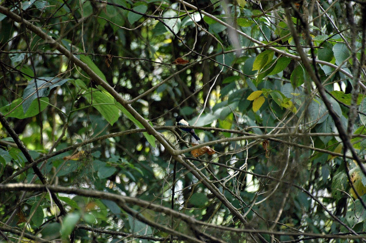 Black-headed Tanager - ML134973871