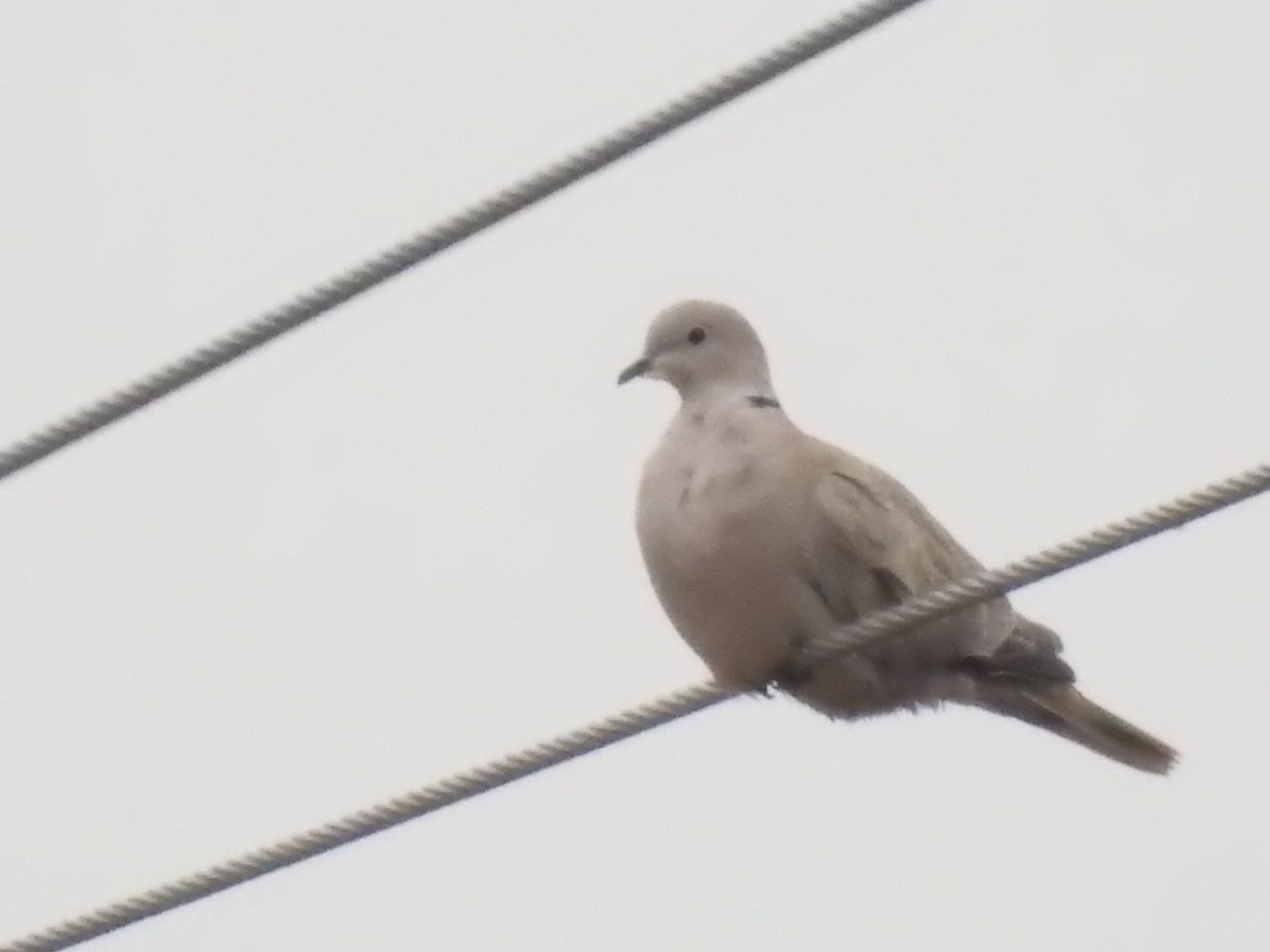 Eurasian Collared-Dove - ML134974831