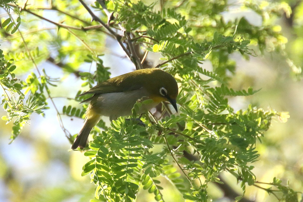 Madagaskarbrillenvogel - ML134976141