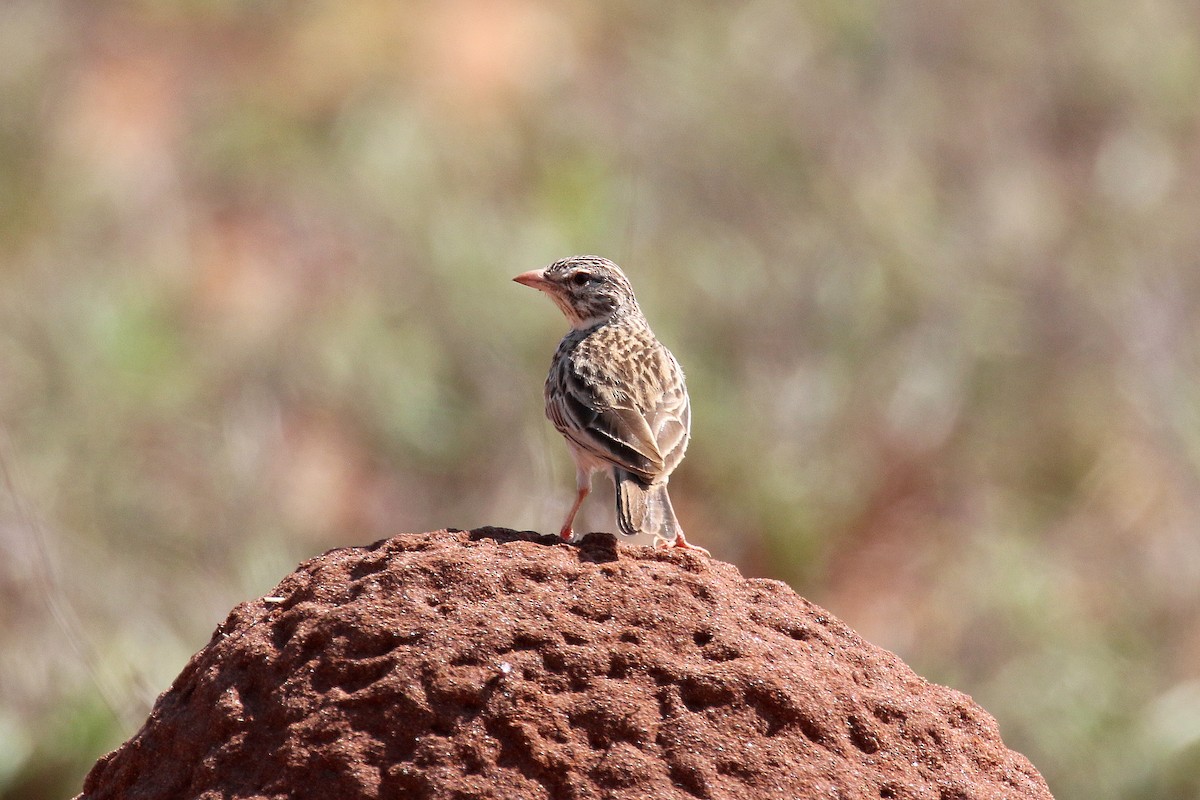 Madagascar Lark - ML134976621