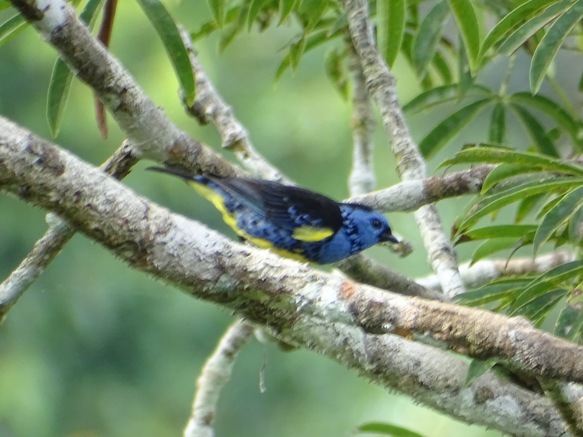 Turquoise Tanager - ML134977061