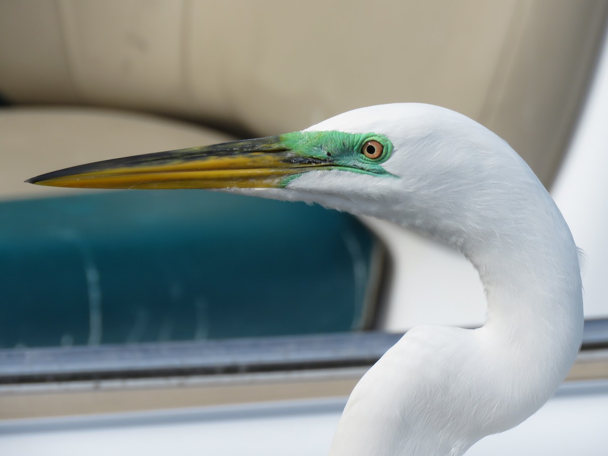 Great Egret - ML134978001