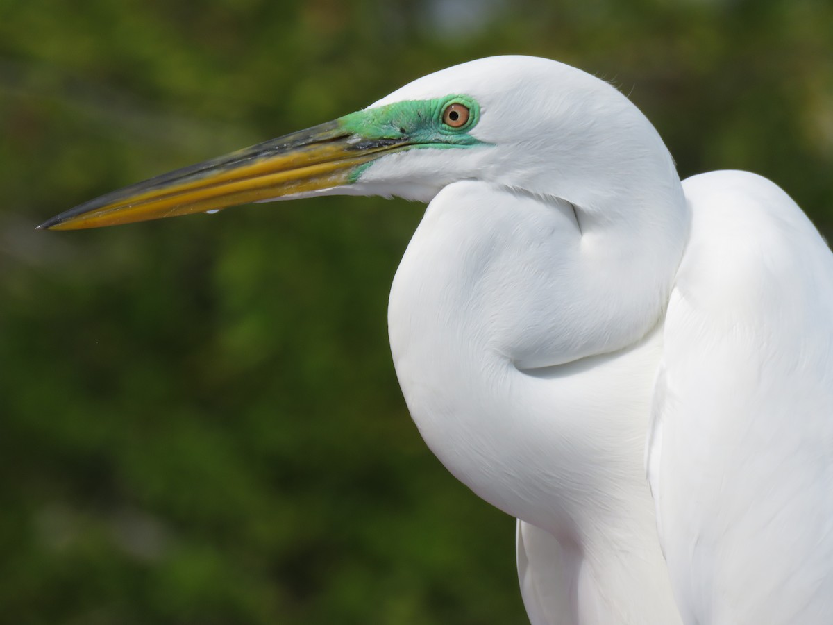 Great Egret - ML134978011