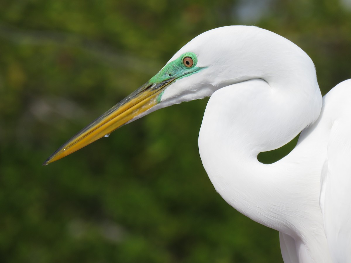 Great Egret - ML134978021
