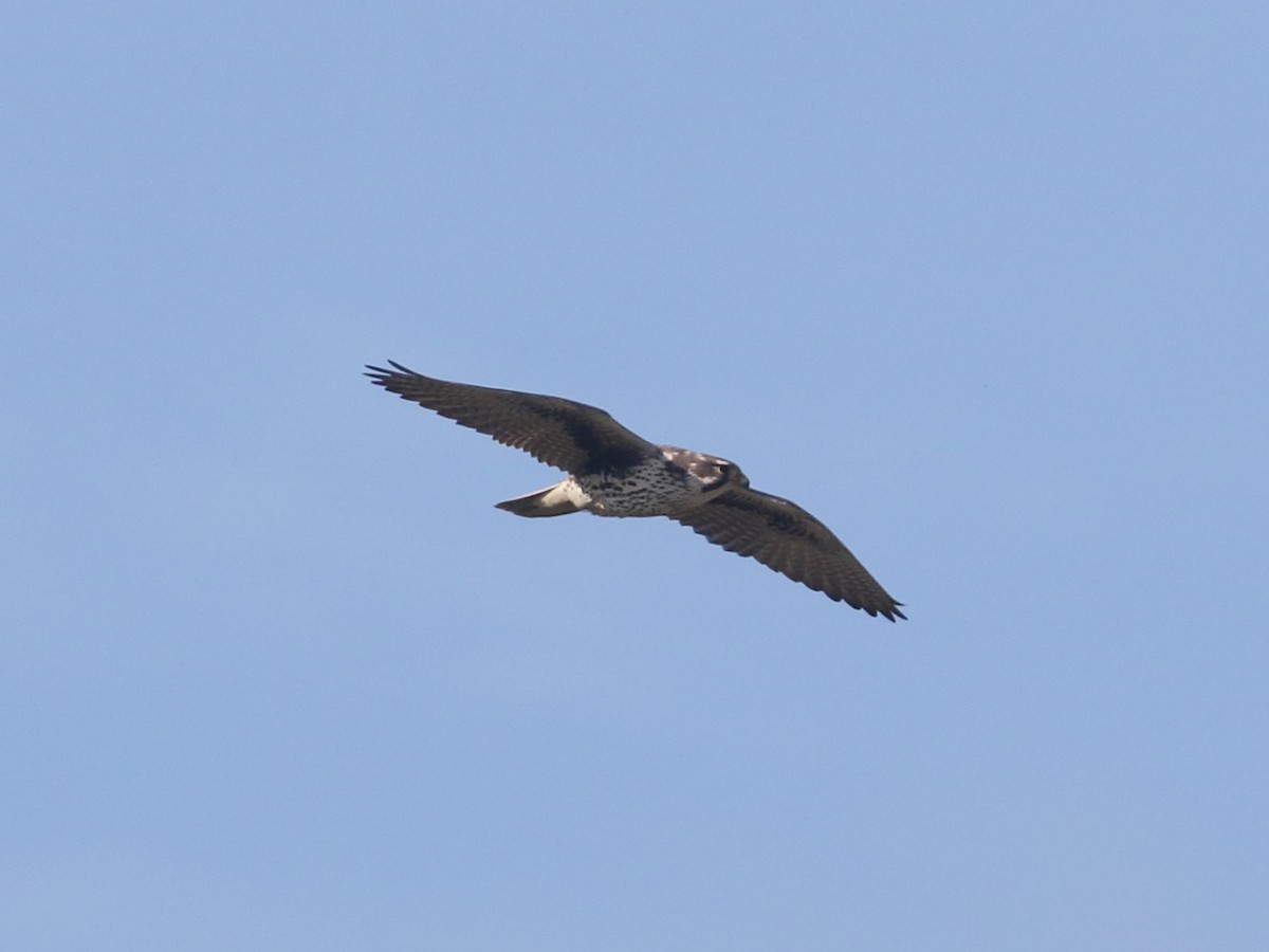 Prairie Falcon - Linda Pittman