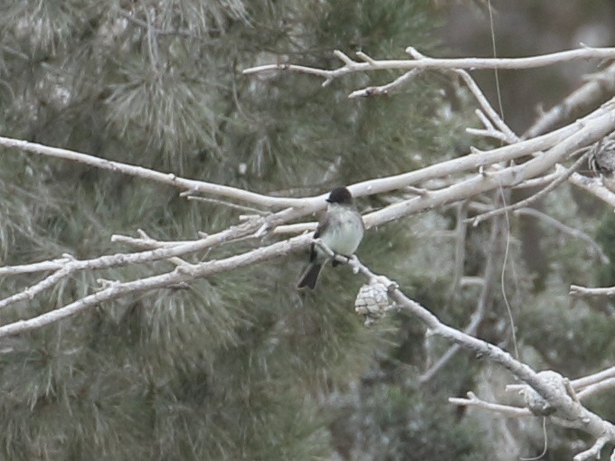 Eastern Phoebe - ML134979461